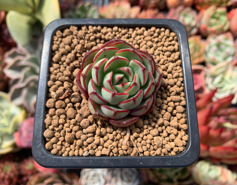 Echeveria 'AIlIna' 1" Succulent Plant