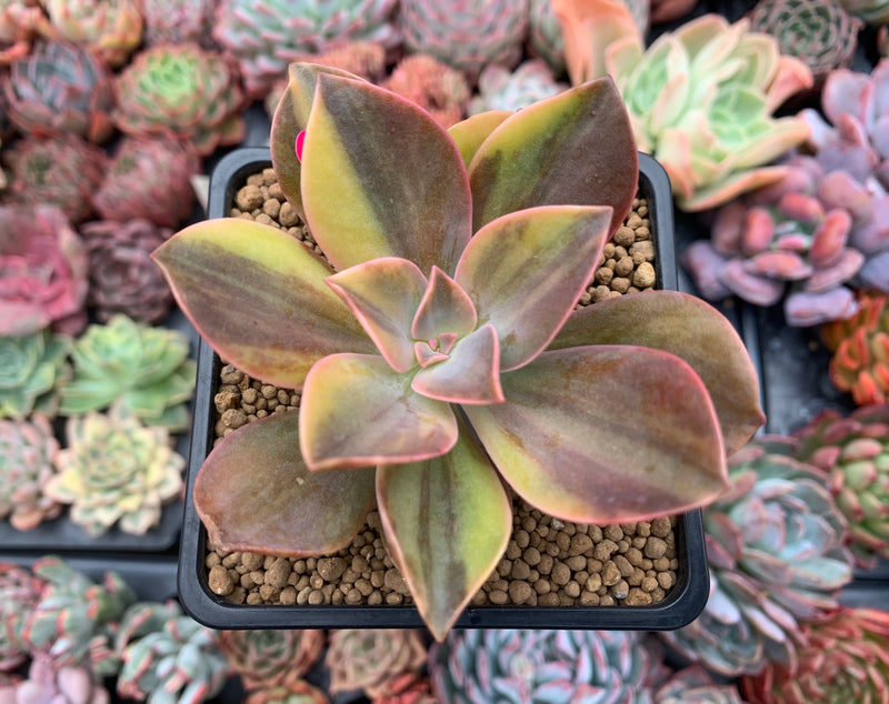 Graptoveria 'Fred Ives' Variegated 3" Succulent Plant