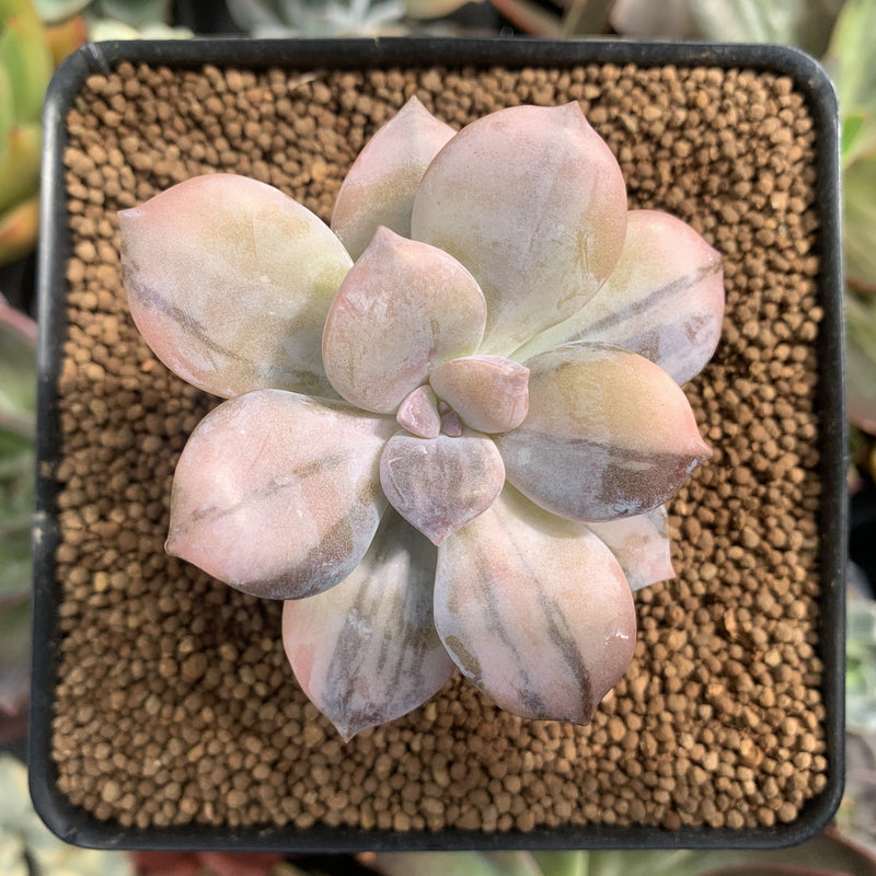 Quetzalcoatlia 'Pentandra Superba' Variegated 2" Succulent Plant (Formerly Graptopetalum 'Pentandrum Superbum' Variegated)