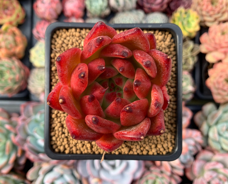 Echeveria Agavoides 'Rosé' 3" Succulent Plant