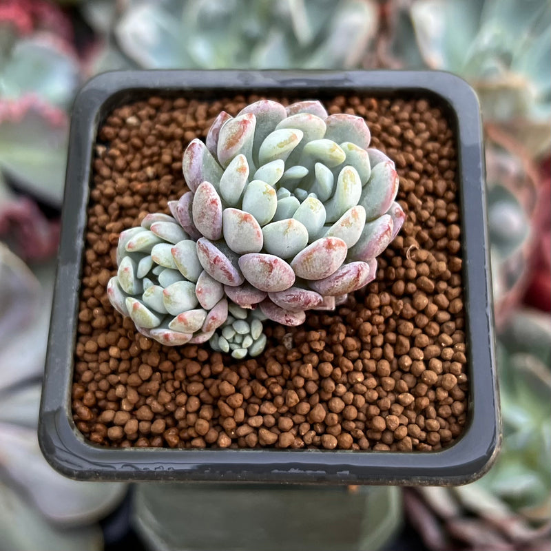 Echeveria 'Amoena' 1" Cluster Succulent Plant