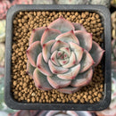 Echeveria 'Estrella' 2" Succulent Plant