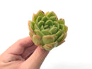 Echeveria Agavoides 'Raja' 2"-3" Rare Succulent Plant