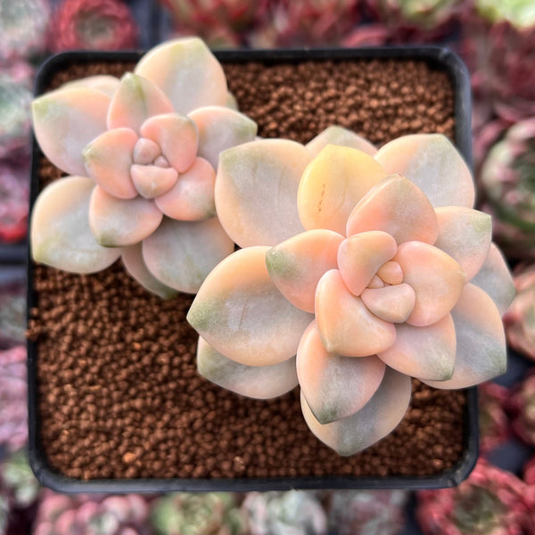 Graptoveria 'Titubans' Variegated 2” Cluster Succulent Plant