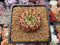 Echeveria Agavoides 'Sarabony' 2" Succulent Plant