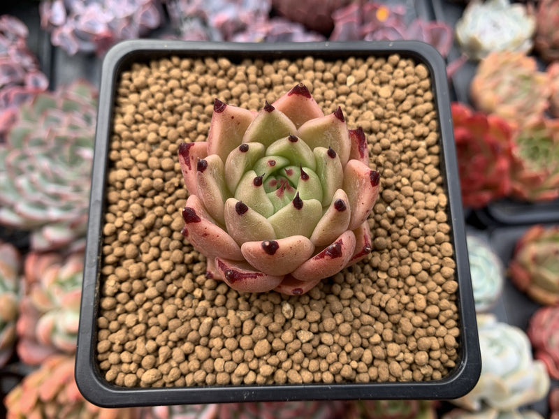 Echeveria Agavoides 'Sarabony' 2" Succulent Plant