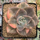 Graptopetalum 'Bainesii' Variegated 3" Succulent Plant