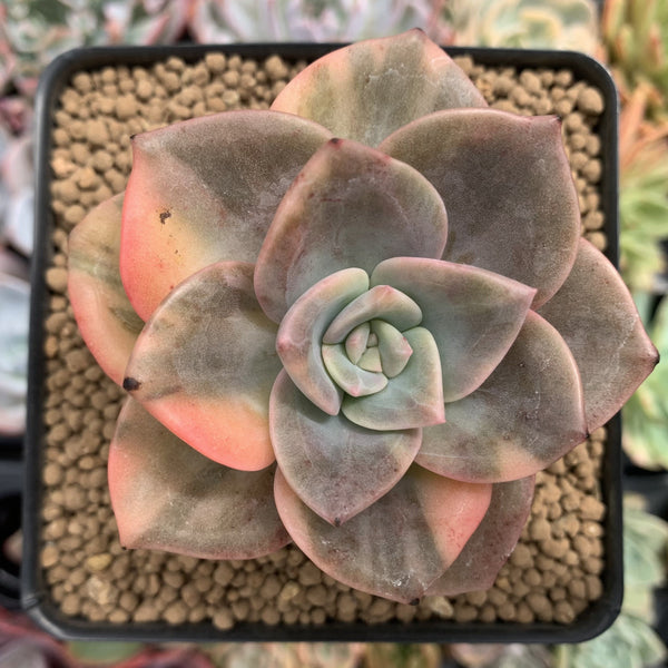 Graptopetalum 'Bainesii' Variegated 3" Succulent Plant