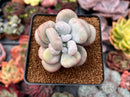 Pachyveria 'Botox Beauty' Mutated/Variegated 2"-3" Succulent Plant