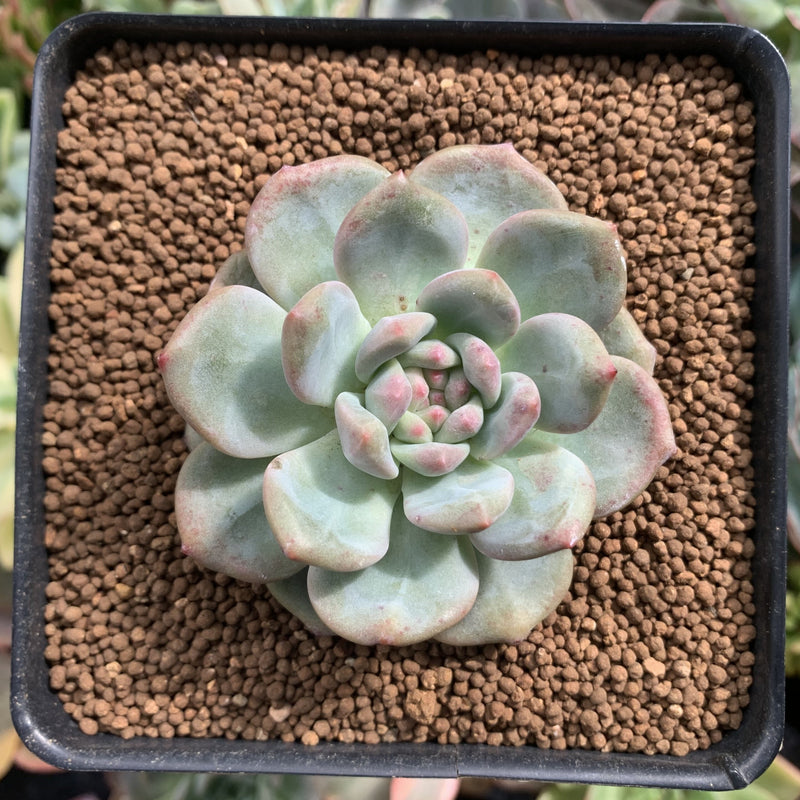 Echeveria 'Ariel' 2" Succulent Plant