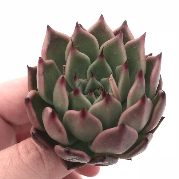 Echeveria Agavoides Golden Bear 2” Rare Succulent Plant