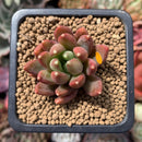 Pachyphytum Compactum 'Pink Glaucum' 1"-2" Succulent Plant