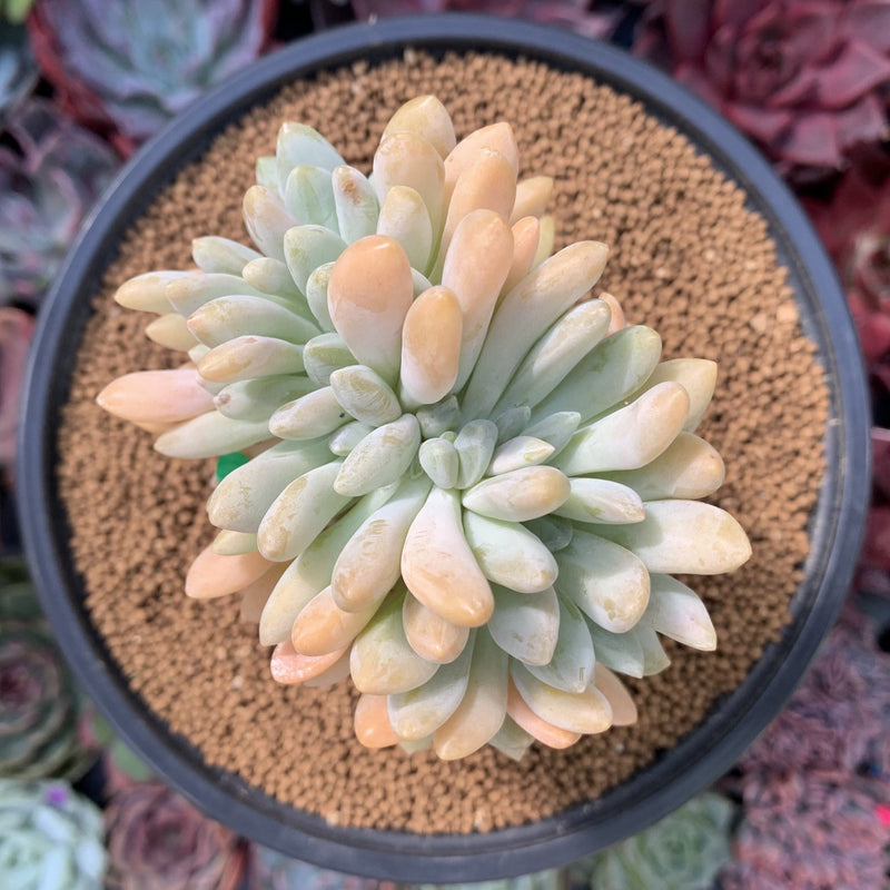 Cremeneria 'Expatriata' (Cremnophila linguifolia x Echeveria amoena ‘Microcalyx’) Crested Cluster 2"-3" Succulent Plant