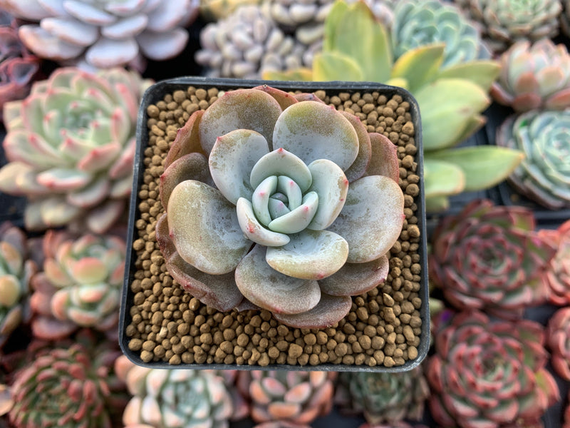 Echeveria 'Soul Mint' 1" Succulent Plant