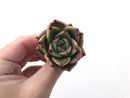 Echeveria Agavoides 'Kobane' 1" New Hybrid Succulent Plant