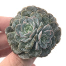 Echeveria 'Dr. Butterfield' Mutated 3" Rare Succulent Plant