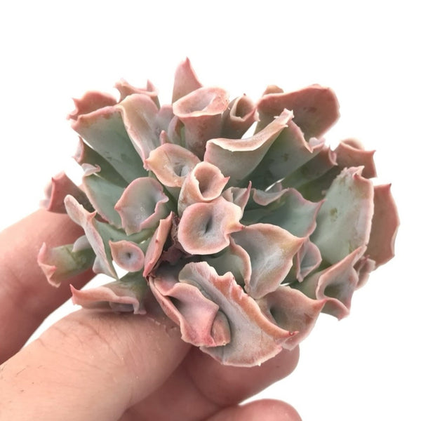 Echeveria 'Trumpet Pinky' 1"-2" Rare Succulent Plant