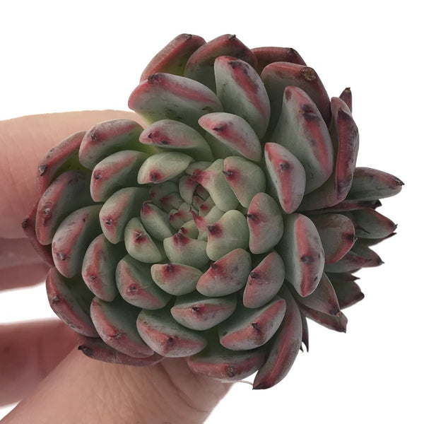 Echeveria Agavoides 'Vivace' 2" Succulent Plant