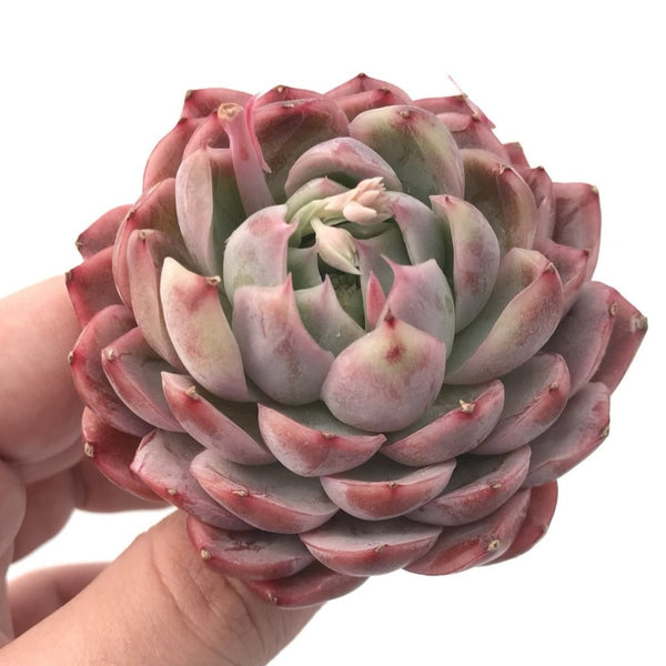 Echeveria 'Blue Surprise' 2"-3" Rare Succulent Plant