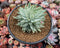 Graptoveria 'Fanfare' Variegated 4"-5" Succulent Plant