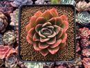 Echeveria Agavoides 'Raja' 3" Succulent Plant