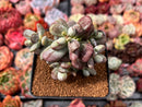 Cotyleydon Orbiculata Var. 'Hoppi' Variegated 3" Cluster Succulent Plant