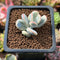 Cotyledon 'Orbiculata' Variegated 1" Cutting Succulent Plant *Cutting*