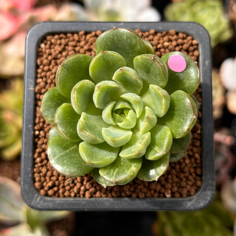 Echeveria sp. Lightly Variegated 1" Succulent Plant