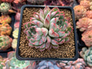 Echeveria 'Zaragoza' Hybrid 3" Succulent Plant