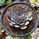 Echeveria 'Zeta' 2"-3" Succulent Plant