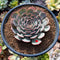 Echeveria 'Zeta' 2"-3" Succulent Plant