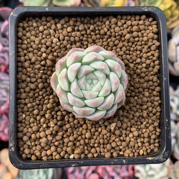 Echeveria 'Arba' 1" New Hybrid Powdery Succulent Plant