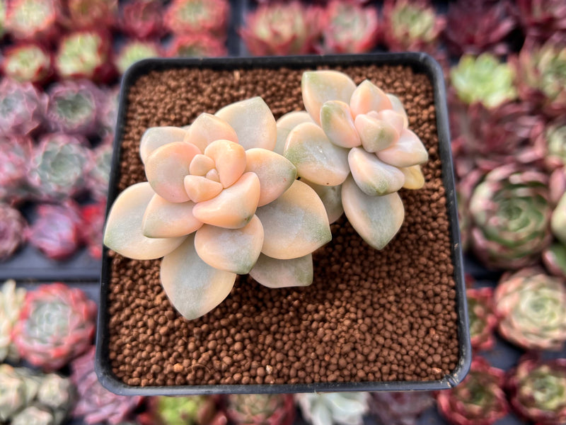 Graptoveria 'Titubans' Variegated 2” Cluster Succulent Plant