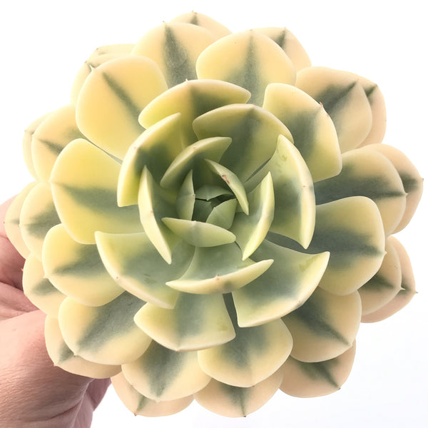 Echeveria Runyonii Variegated (Aka Echeveria 'Akaihosi' Variegated) 5" Succulent Plant