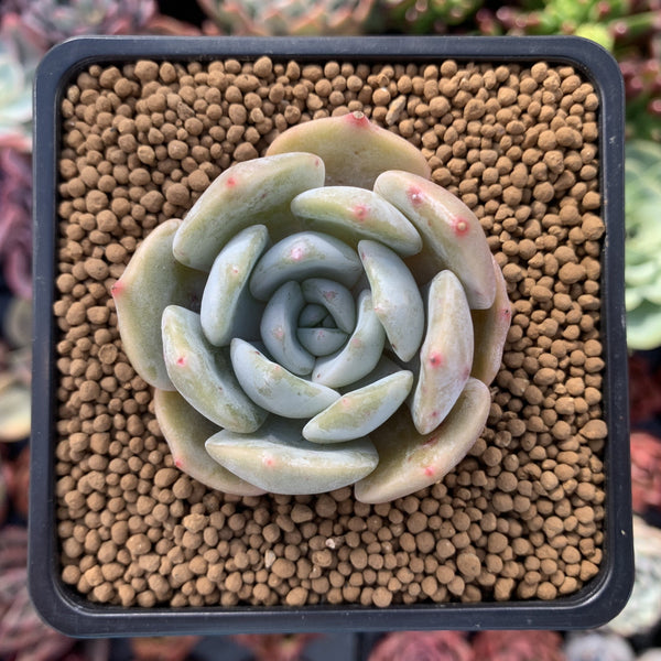 Echeveria 'Lehman' Powdery 1" Succulent Plant