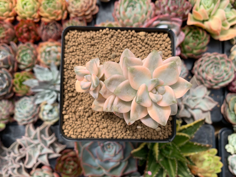 Graptoveria 'Titubans' Variegated 3" Cluster Succulent Plant