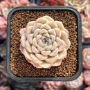 Echeveria sp. 2" Succulent Plant