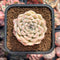 Echeveria sp. 2" Succulent Plant