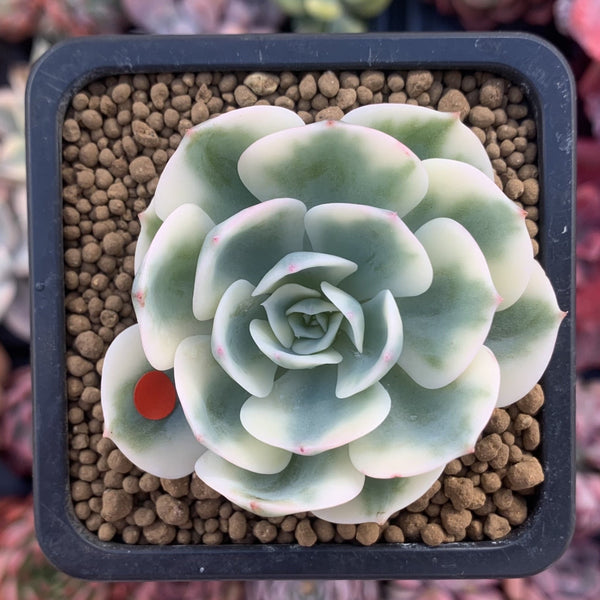 Echeveria 'Compton Carousel' Variegated 2" Succulent Plant