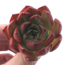 Echeveria 'Hailey' New Hybrid 2" Succulent Plant