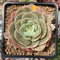 Echeveria 'Fun Queen' 3" Succulent Plant