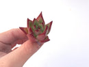 Echeveria Agavoides 'Casio' 1" Succulent Plant