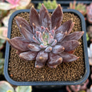 Echeveria Craigiana 2" Succulent Plant