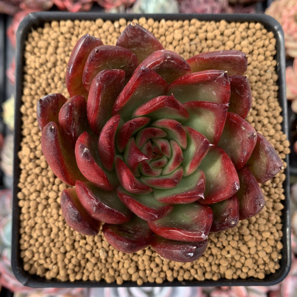 Echeveria Agavoides 'Rubra' 3" Succulent Plant