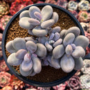 Pachyphytum Oviferum 'Moon Stone' 4"-5" Cluster Succulent Plant