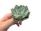 Echeveria 'Milkis' New Hybrid 3" Rare Succulent Plant