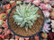 Graptoveria 'Fanfare' Variegated 4" Succulent Plant