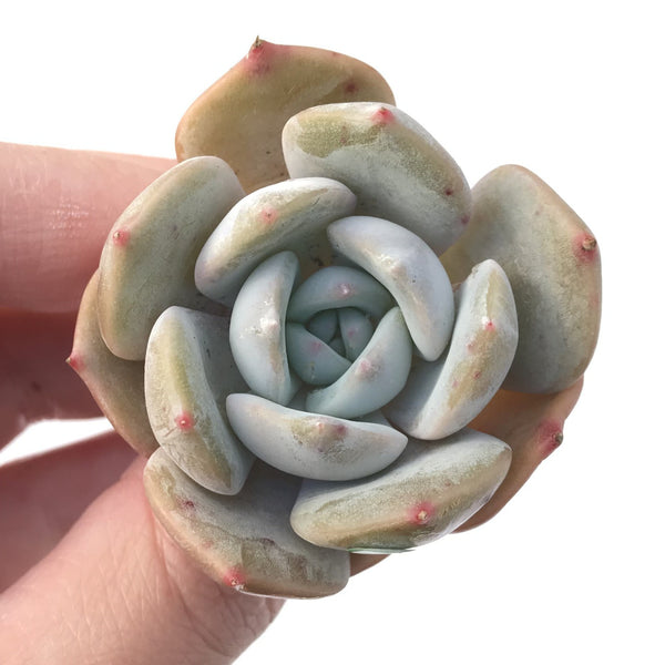 Echeveria 'Lehman' New Hybrid 1"-2" Succulent Plant