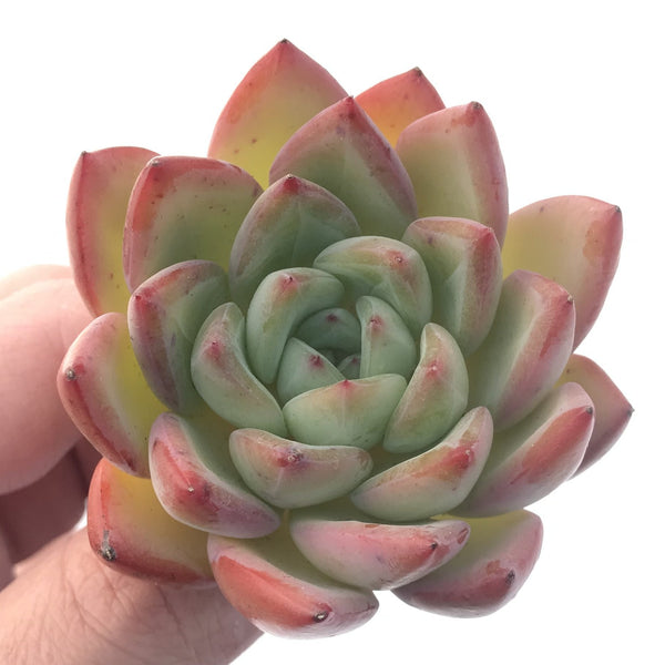 Echeveria 'Snow Queen' 3" Succulent Plant