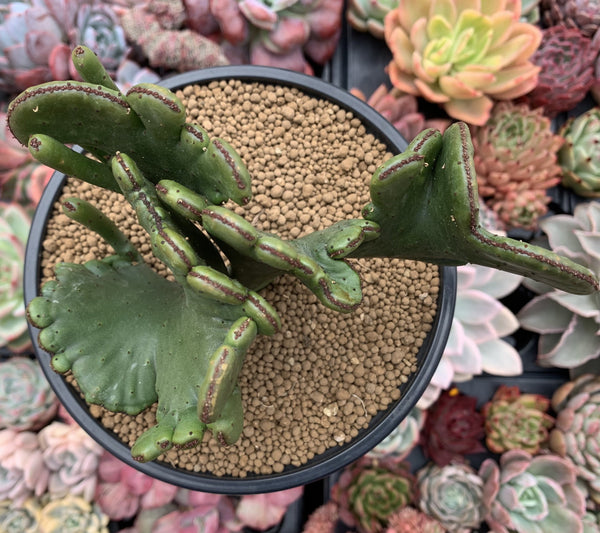 Euphorbia 'Leucodendron' Crested 5" Succulent Plant